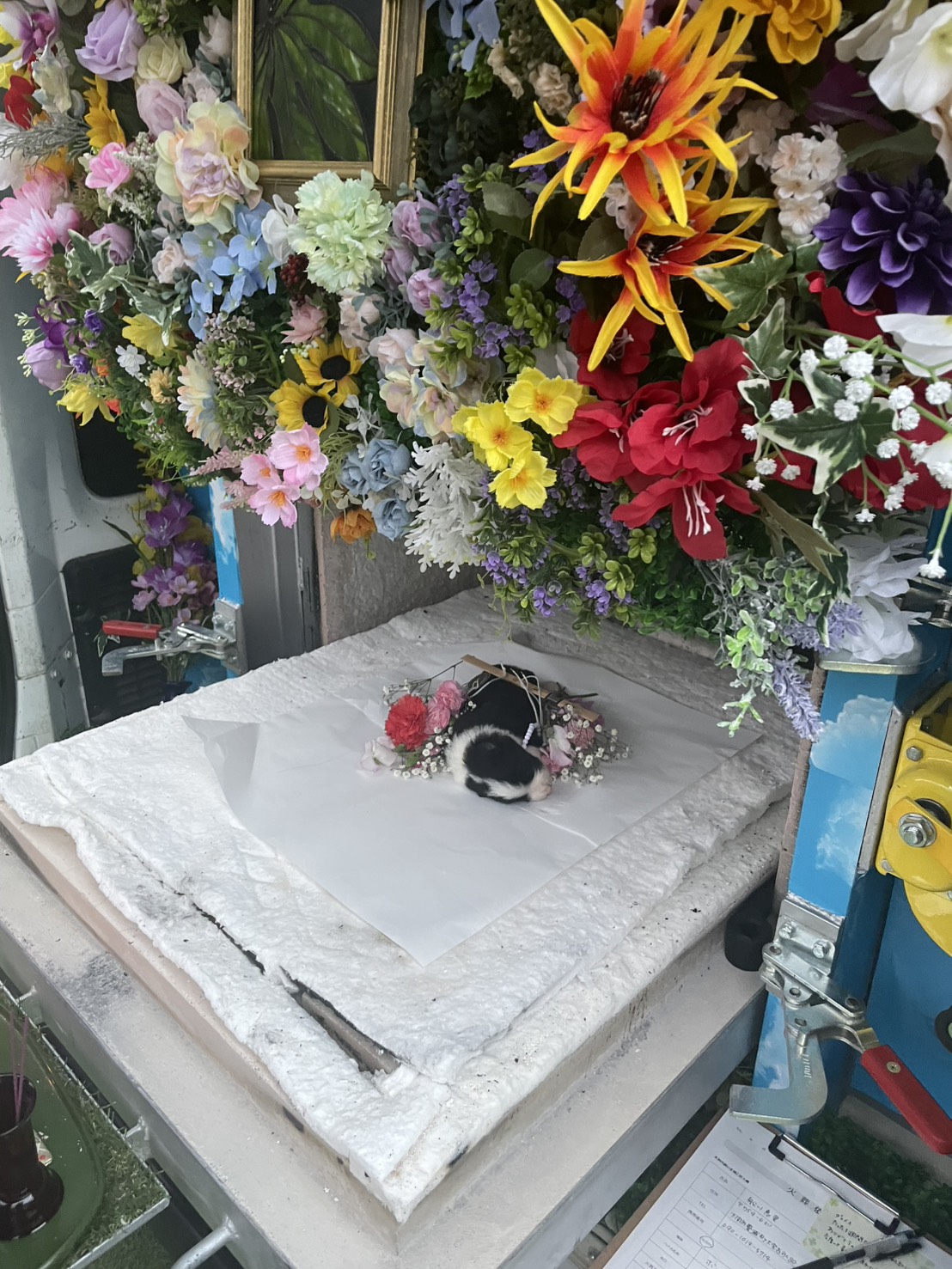 下関市でのボーダーコリーの赤ちゃんのペット火葬お見送りの様子