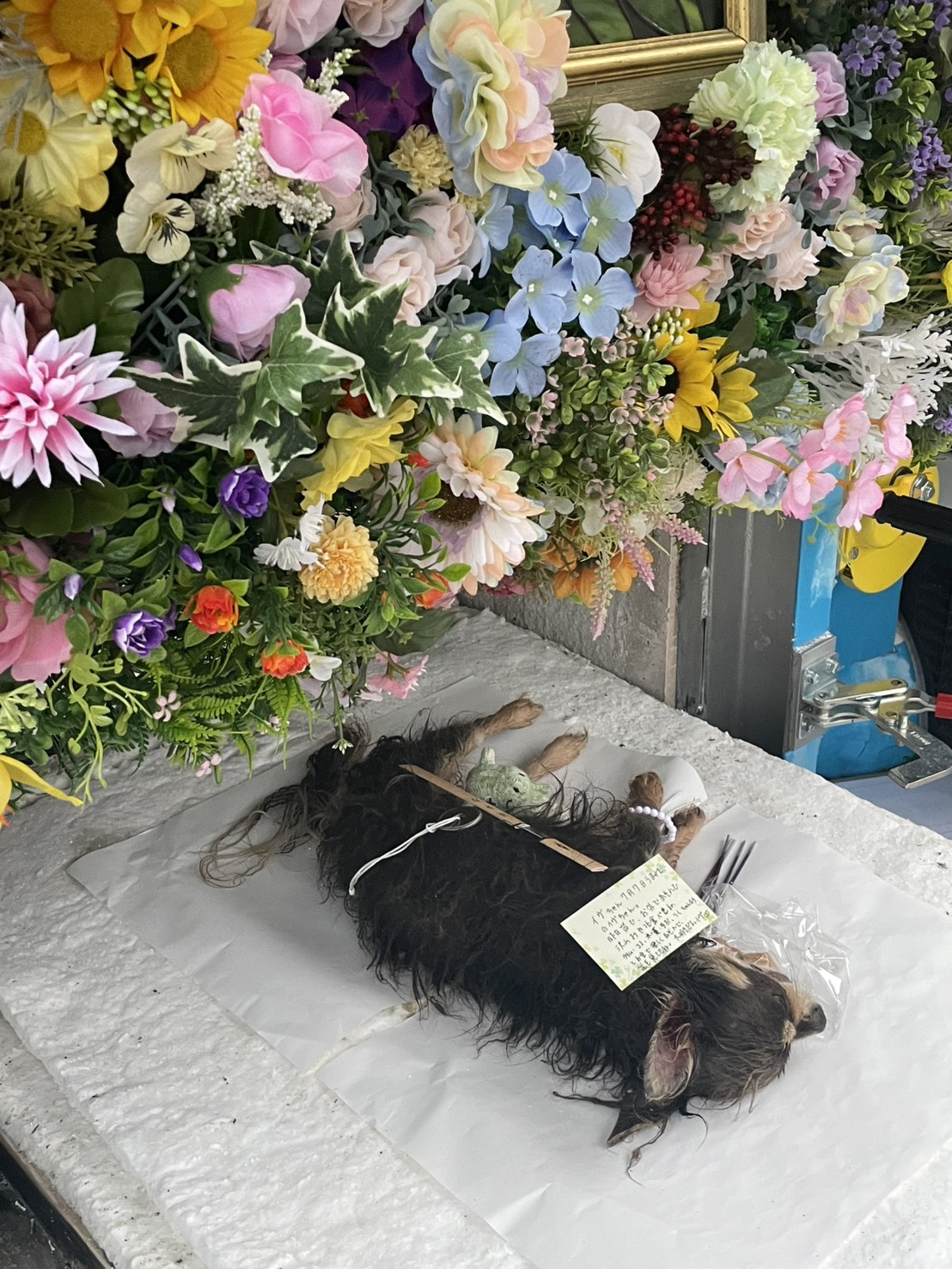 北九州市でのチワワのペット火葬お見送りの様子