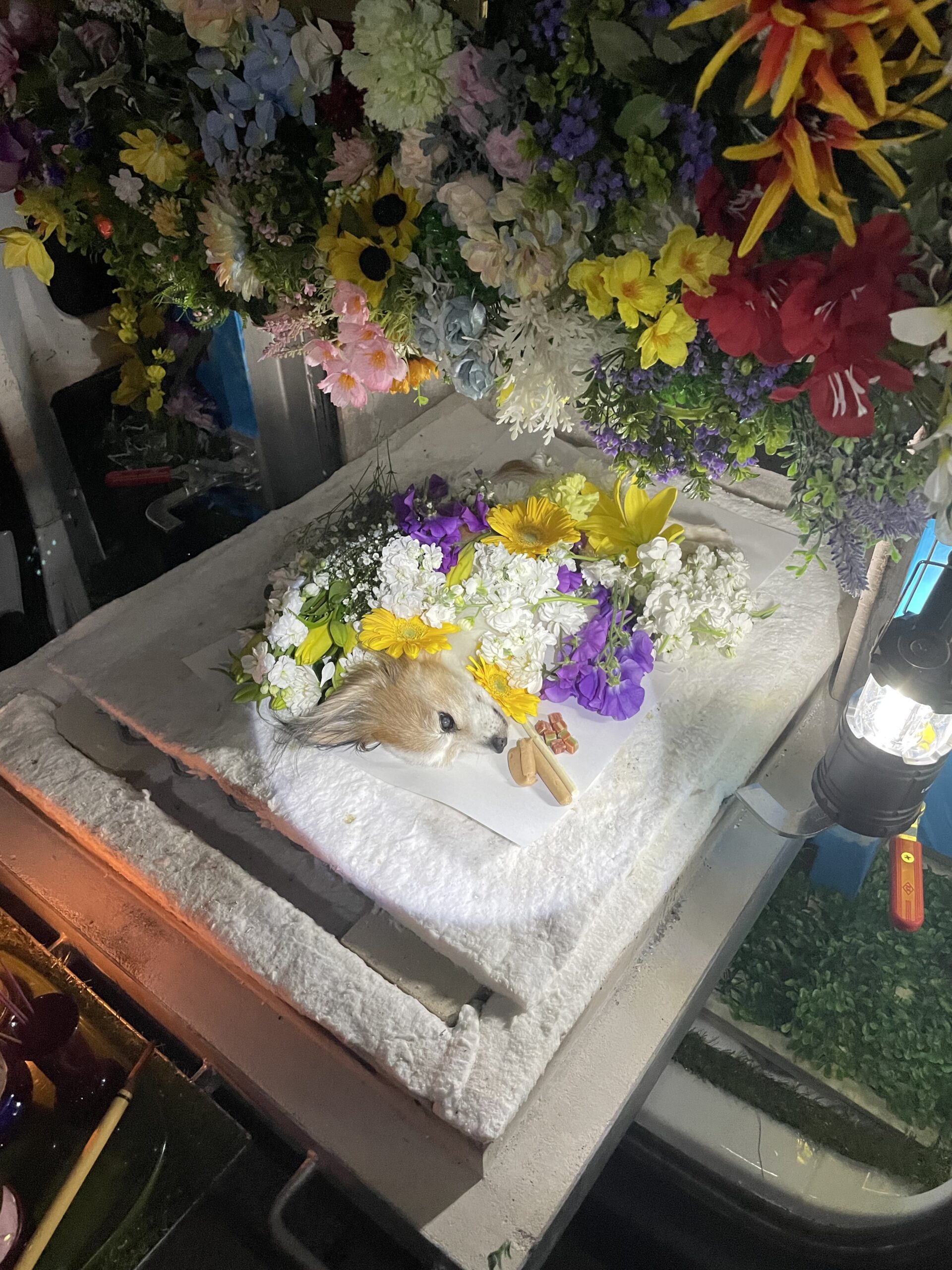 下関市でのポメラニアンのペット火葬お見送りの様子