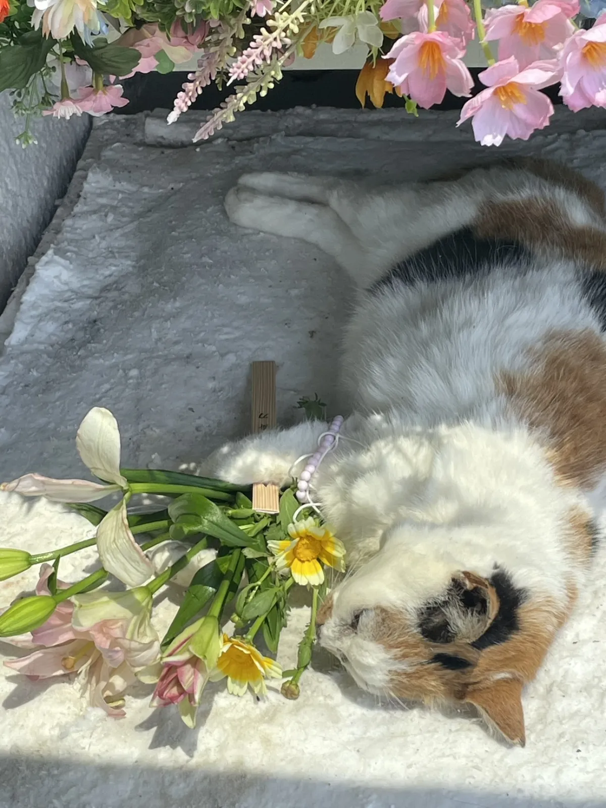 苅田町での猫ちゃんのペット火葬お見送りの様子