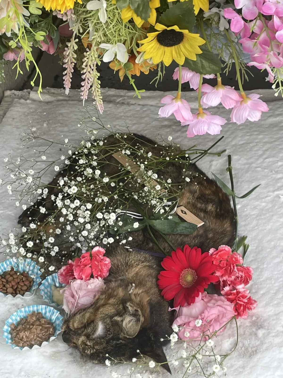 北九州市若松区での猫ちゃんのお見送り｜かすみ草と赤いガーベラに包まれた祭壇