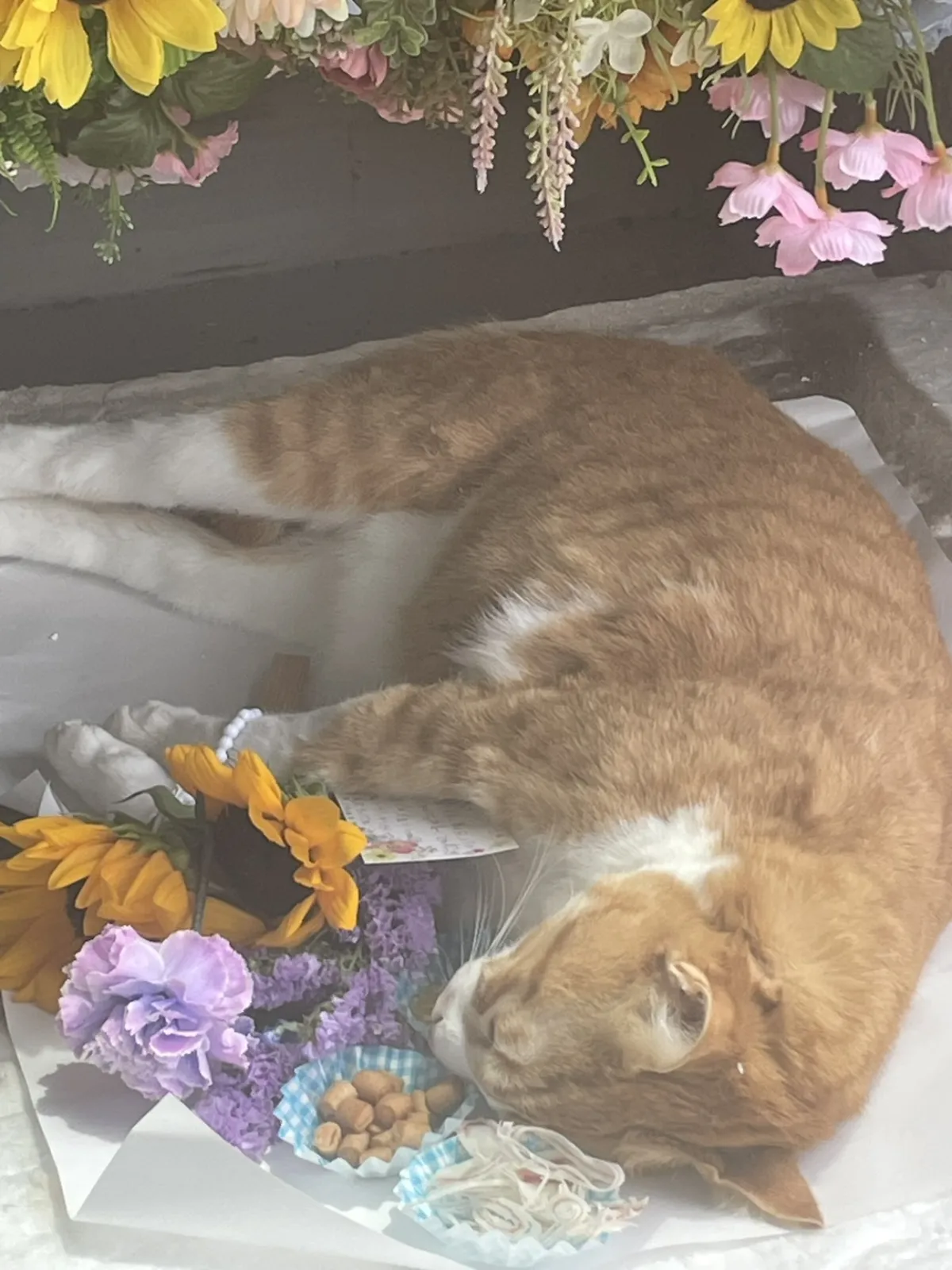 山口県下関市での猫ちゃんのお見送り｜ひまわりと紫のお花に彩られた祭壇