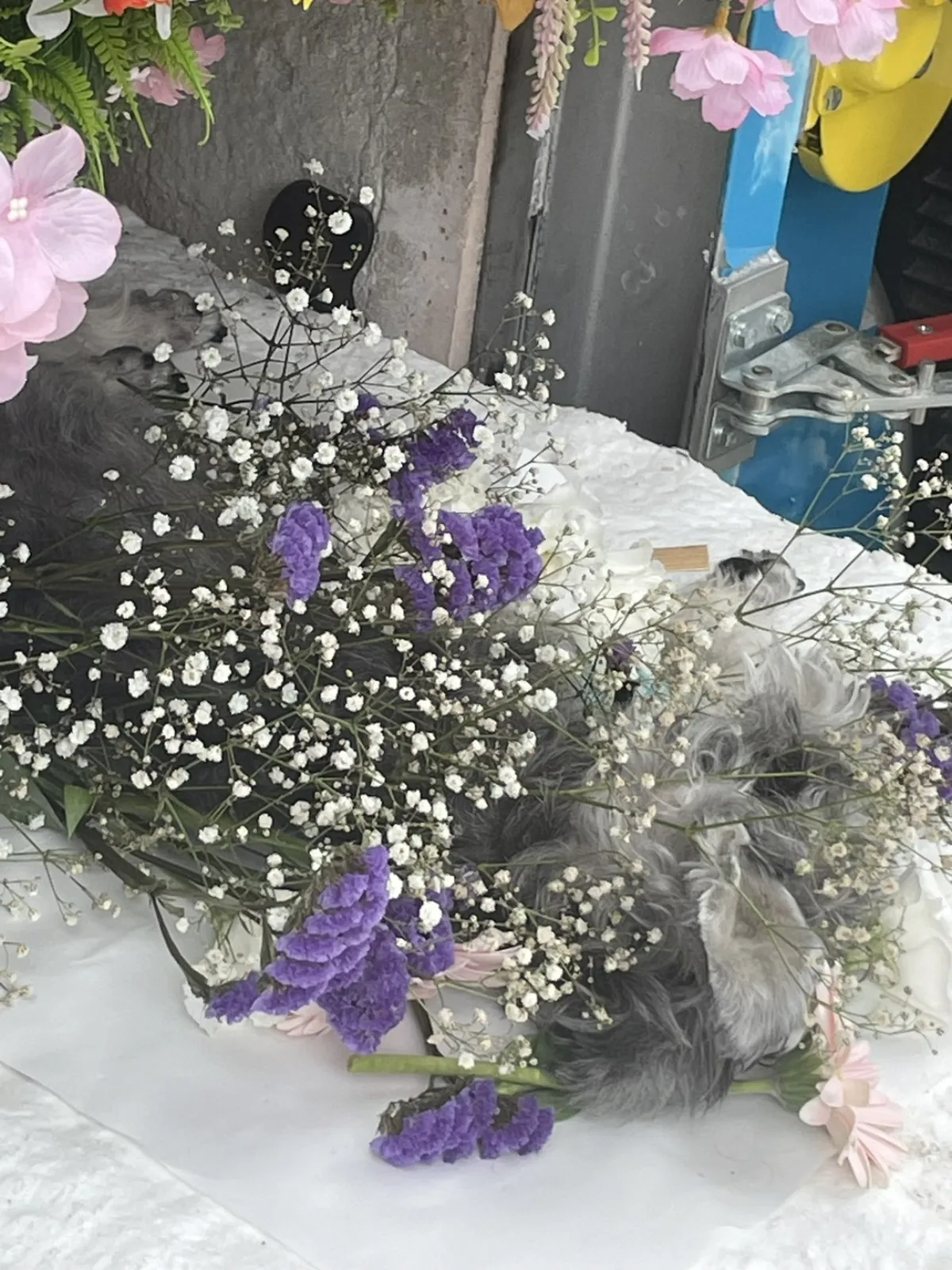 北九州市小倉南区でのミニチュアシュナウザーちゃんのお見送り｜かすみ草と紫のスターチスに包まれた祭壇