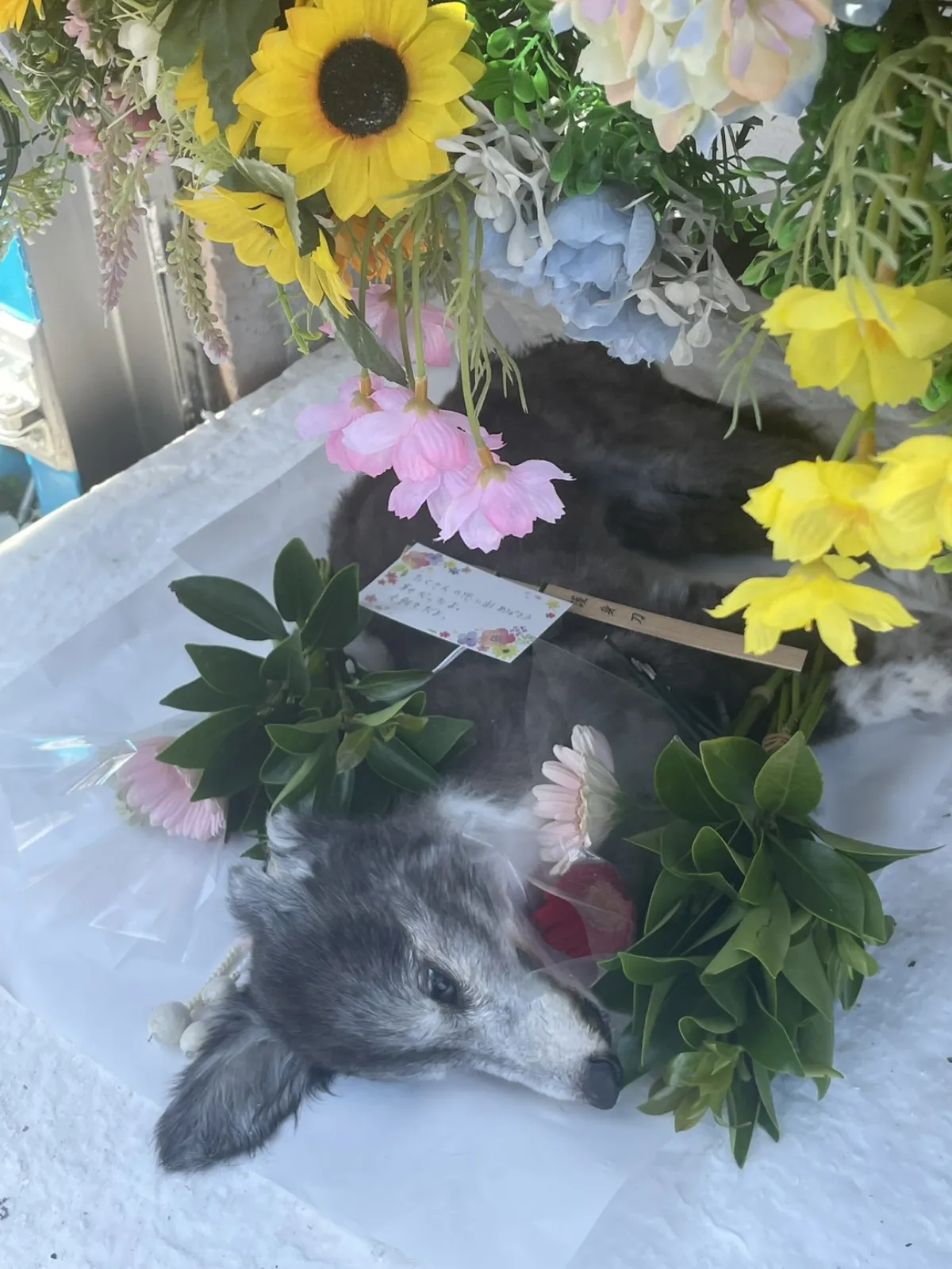 北九州市小倉北区でのミニチュアダックスちゃんのお見送り｜ひまわりとあじさいに見守られた祭壇