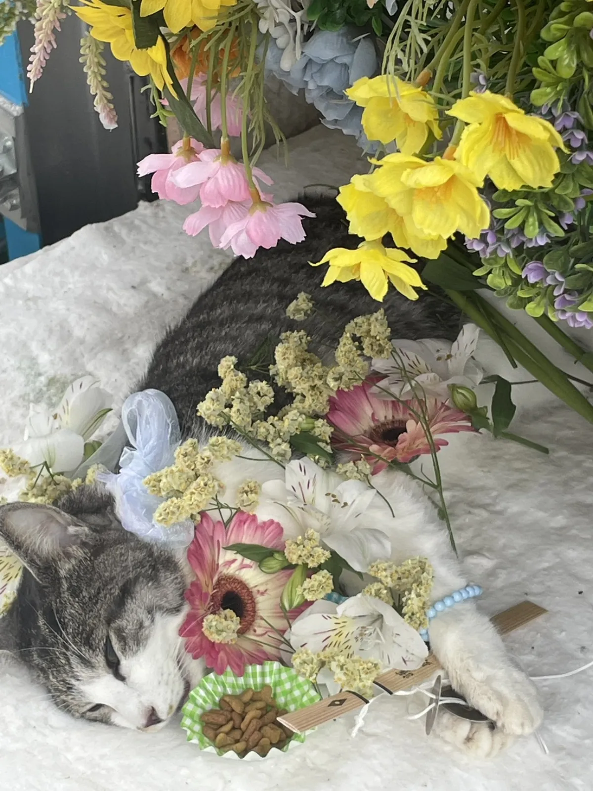遠賀郡での猫ちゃんのお見送り|黄色い水仙とピンクのお花に包まれた移動火葬車の祭壇