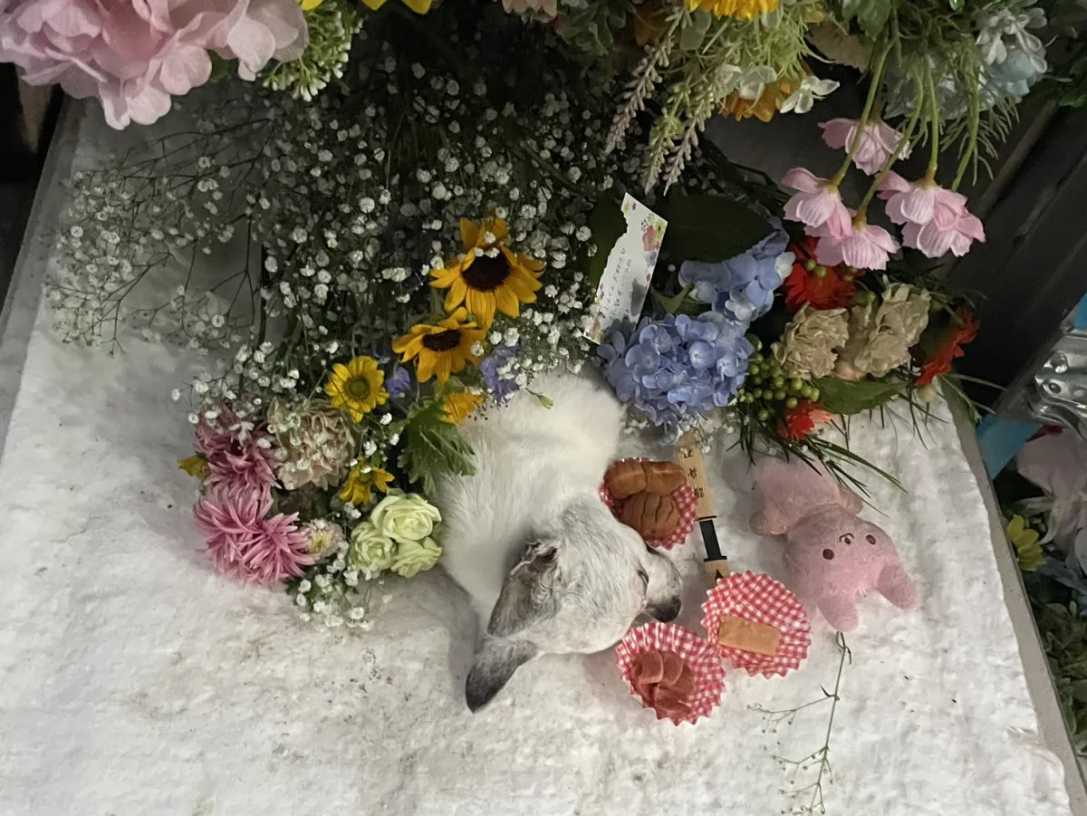 北九州市八幡東区でのチワワちゃんのお見送り|ひまわりと青いあじさい、寄り添うぬいぐるみのある祭壇