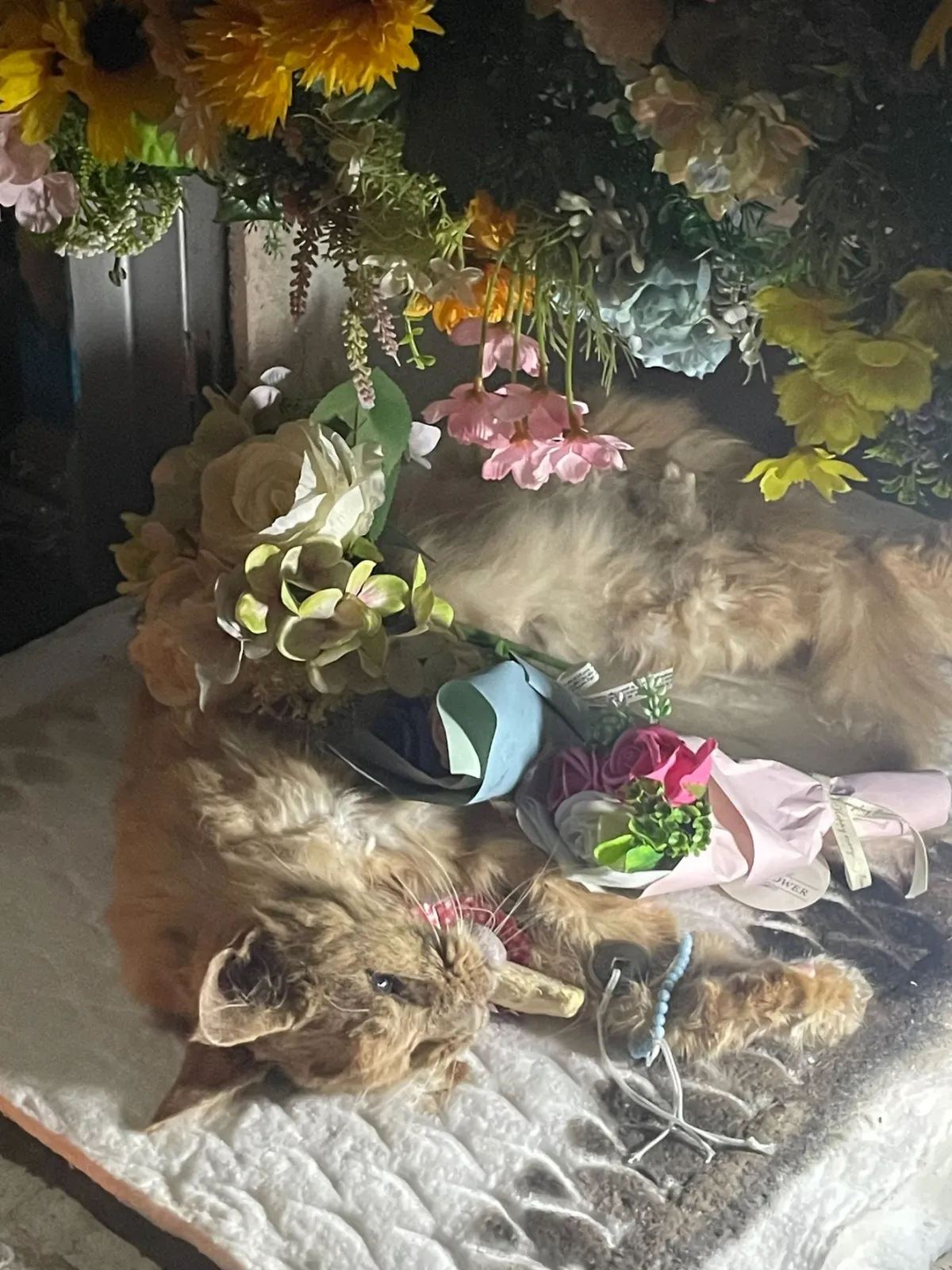 山口県下関市での長毛の猫ちゃんのお見送り|ソープフラワーの花束と白いバラに彩られた祭壇