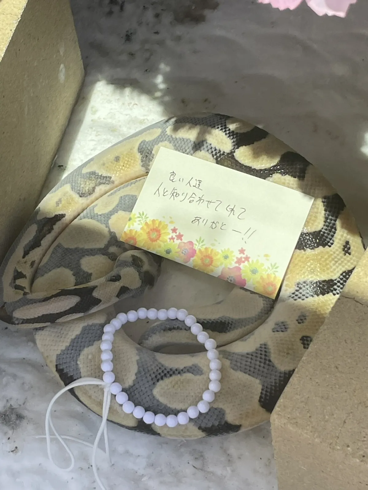北九州市八幡東区でのボールパイソンのヘビちゃんのお見送り|数珠とメッセージカードが添えられた祭壇