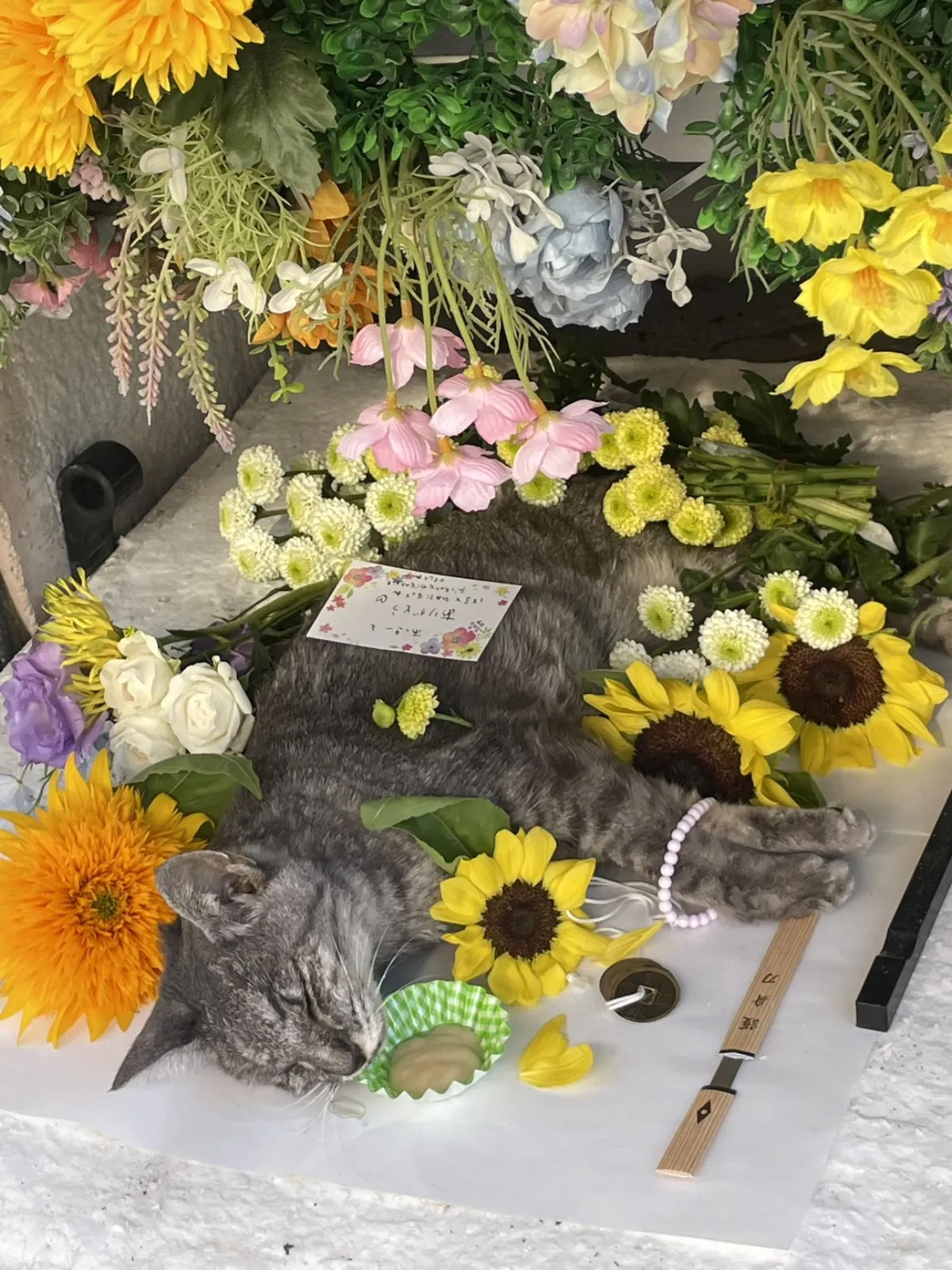 北九州市小倉北区でのサバトラ猫ちゃんのお見送り|ひまわりと白いバラに囲まれた祭壇