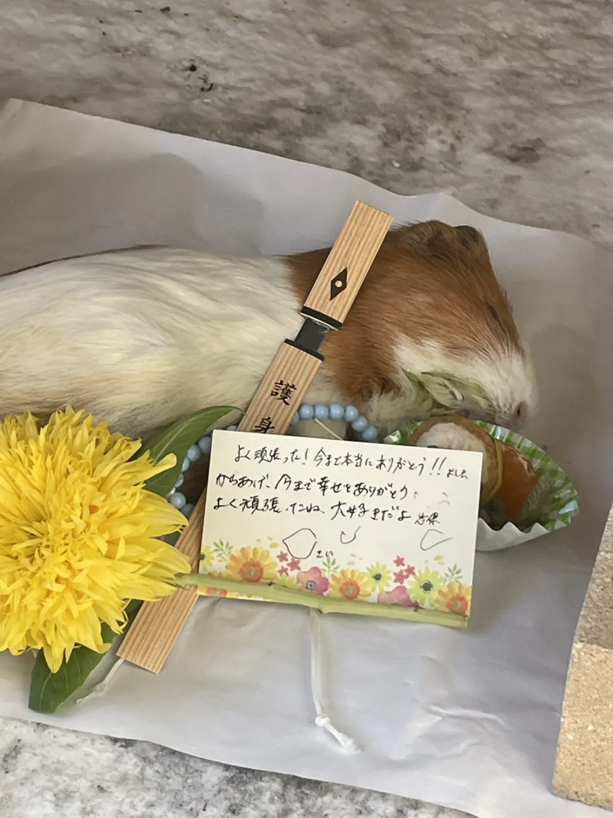 北九州市小倉南区でのモルモットちゃんのお見送り|黄色い菊とメッセージカードが添えられた祭壇