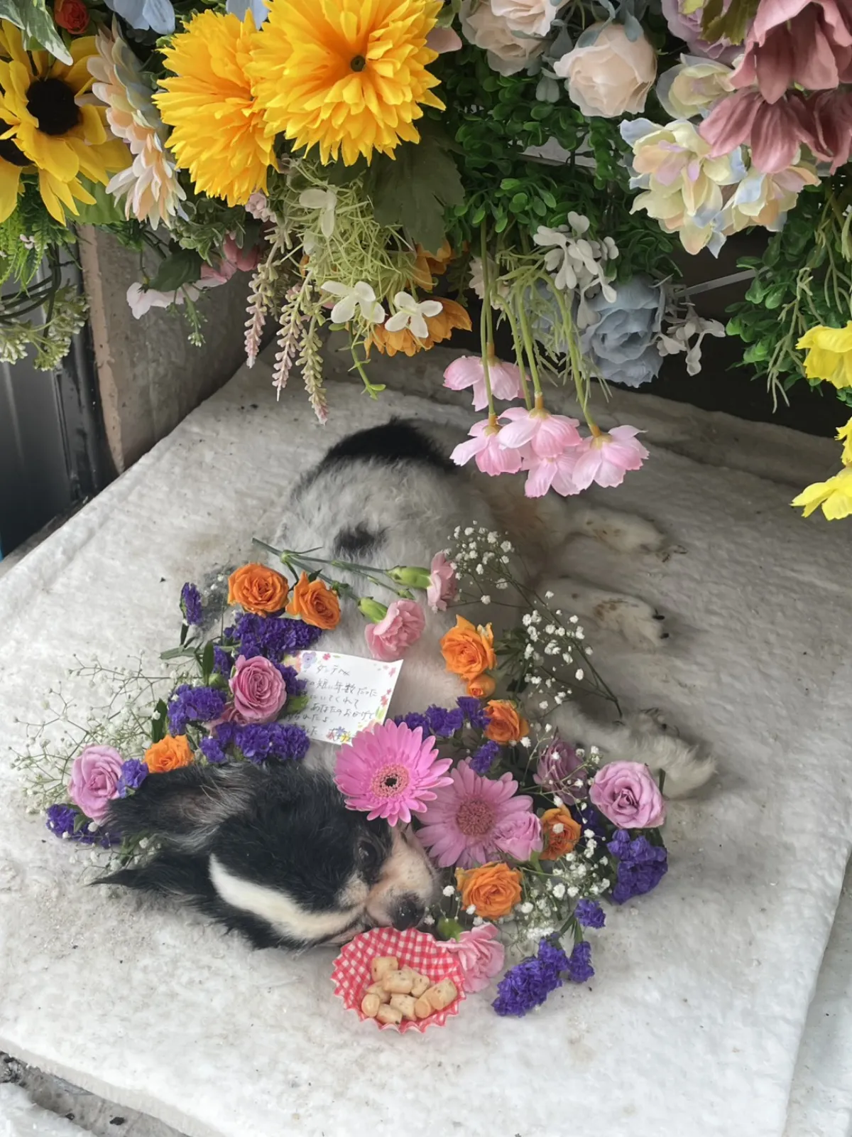 北九州市小倉南区でのチワワちゃんのお見送り|オレンジのバラと紫のスターチスに包まれた祭壇