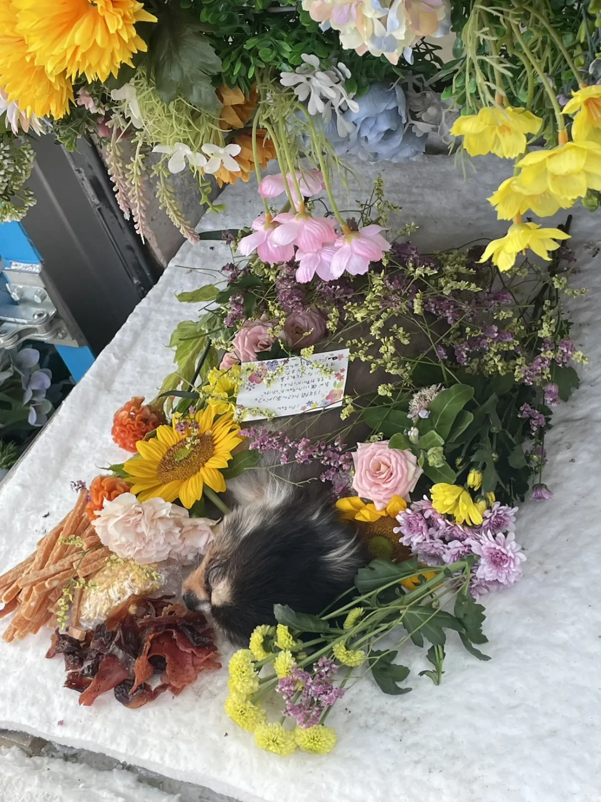 北九州市門司区でのロングコートチワワちゃんのお見送り|ひまわりと大好きだったおやつが並ぶ祭壇