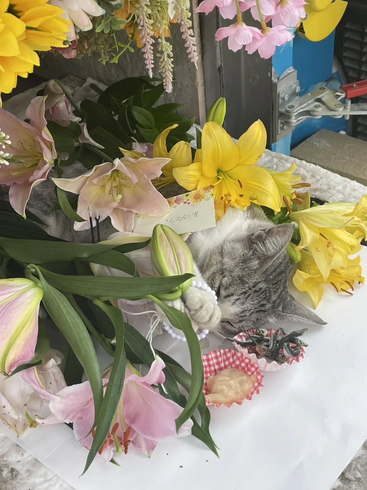 北九州市八幡東区でのサバトラ猫ちゃんのお見送り|ピンクと黄色のユリに包まれた移動火葬車の祭壇
