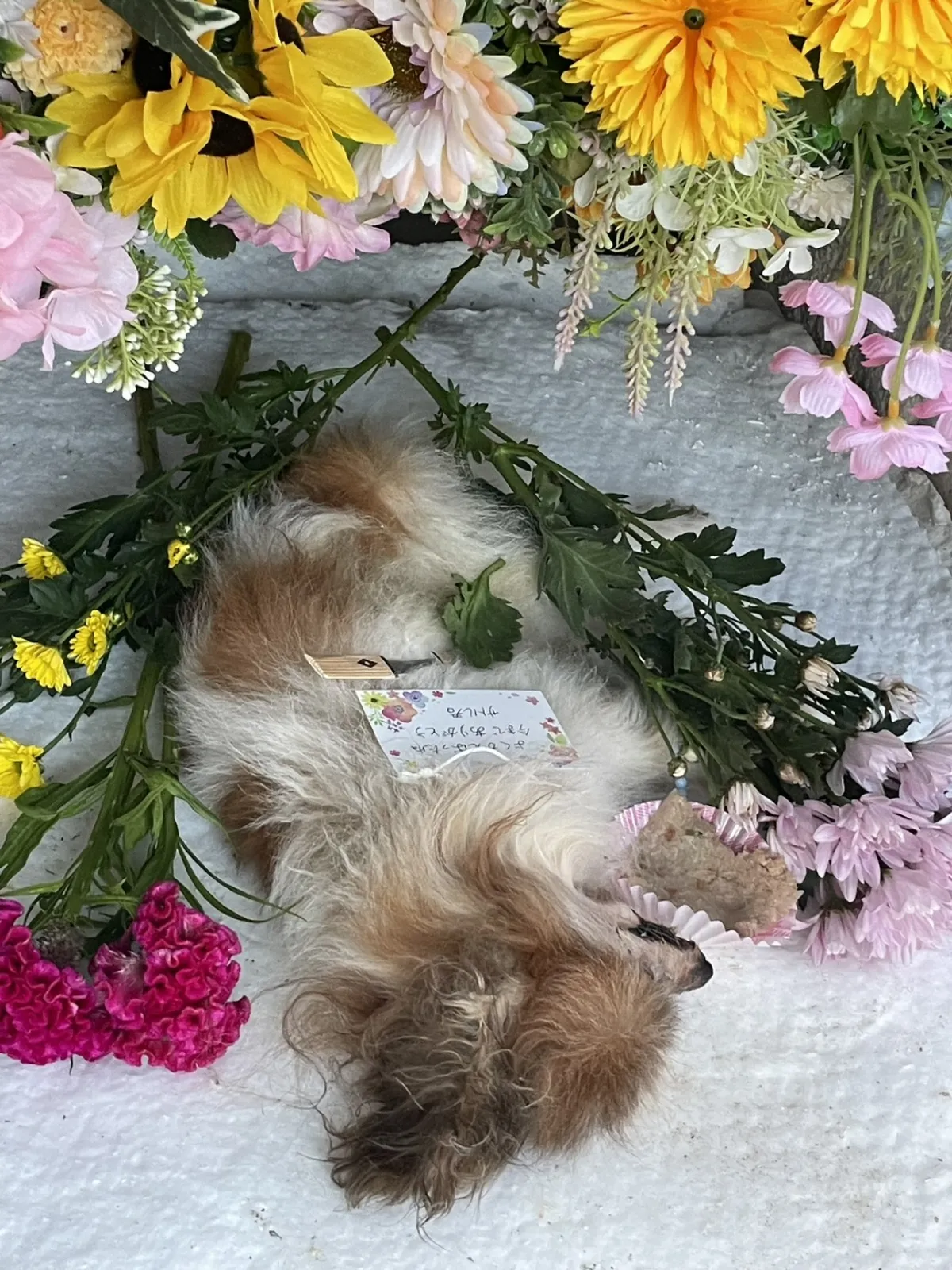 北九州市小倉南区でのパピヨンちゃんのお見送り|黄色とピンクの小菊、濃いピンクのケイトウに包まれた祭壇