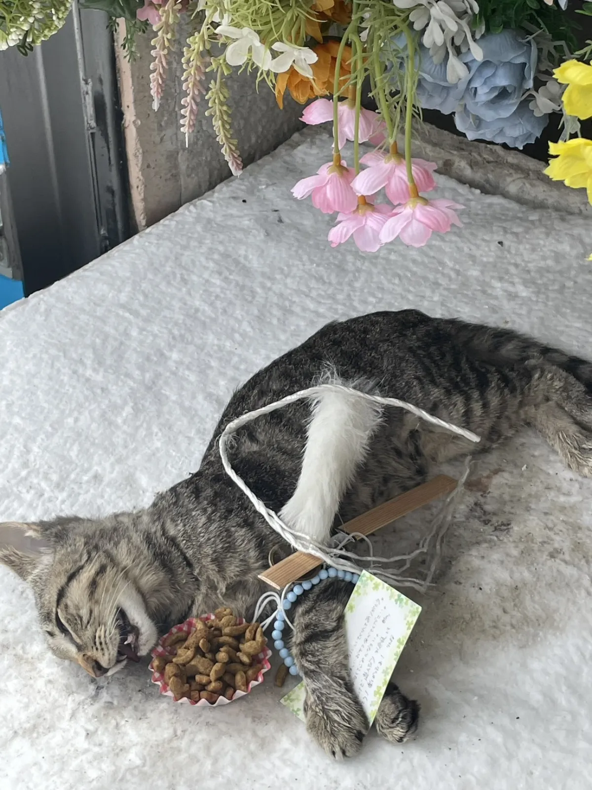 山口県下関市でのキジトラ猫ちゃんのお見送り|ピンクの花が下がる祭壇と大好きだったごはん