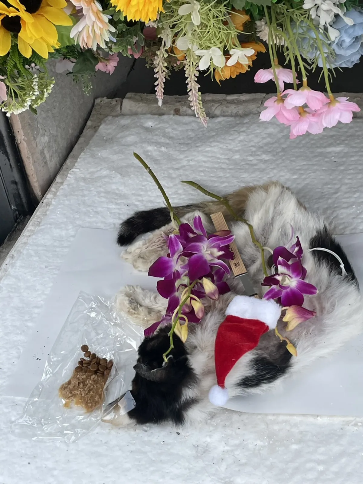 北九州市小倉北区足立での白黒の猫ちゃんのお見送り|濃い紫のデンファレとお気に入りのおもちゃが寄り添う祭壇