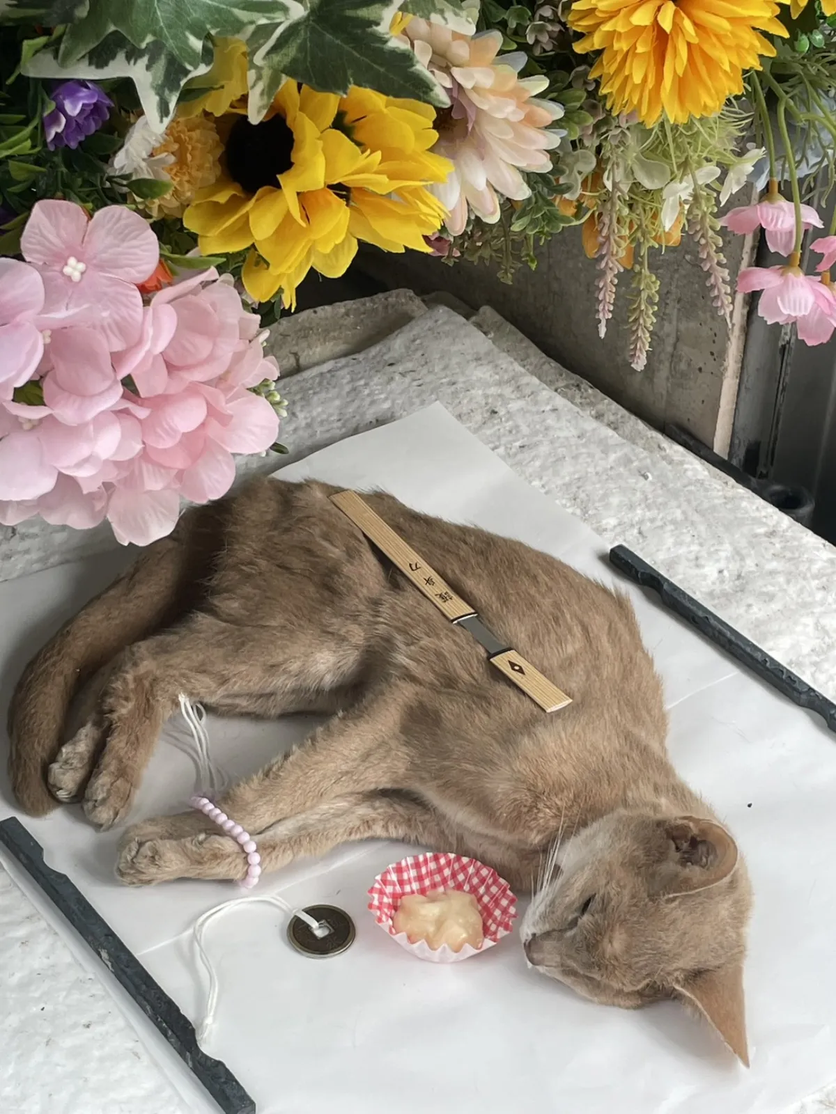 北九州市小倉南区葉山町でのアビシニアンの猫ちゃんのお見送り|ピンクのあじさいとひまわりに見守られた祭壇
