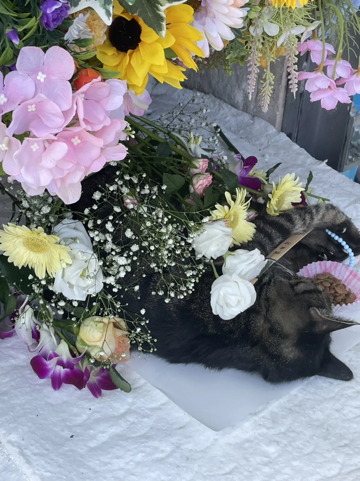 山口県下関市彦島でのキジトラ猫ちゃんのお見送り|かすみ草と白いバラ、紫のデンファレに包まれた移動火葬車の祭壇