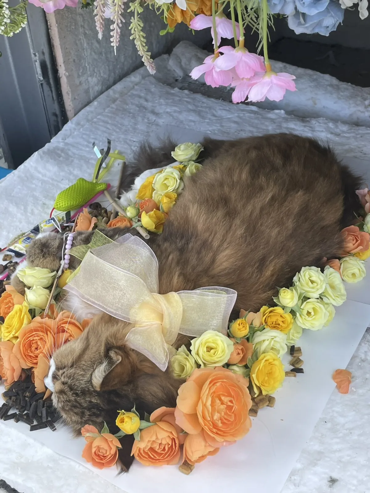 北九州市八幡西区での長毛の猫ちゃんのお見送り|オレンジと黄色のバラを花輪のように敷きつめ、リボンを結んだ祭壇