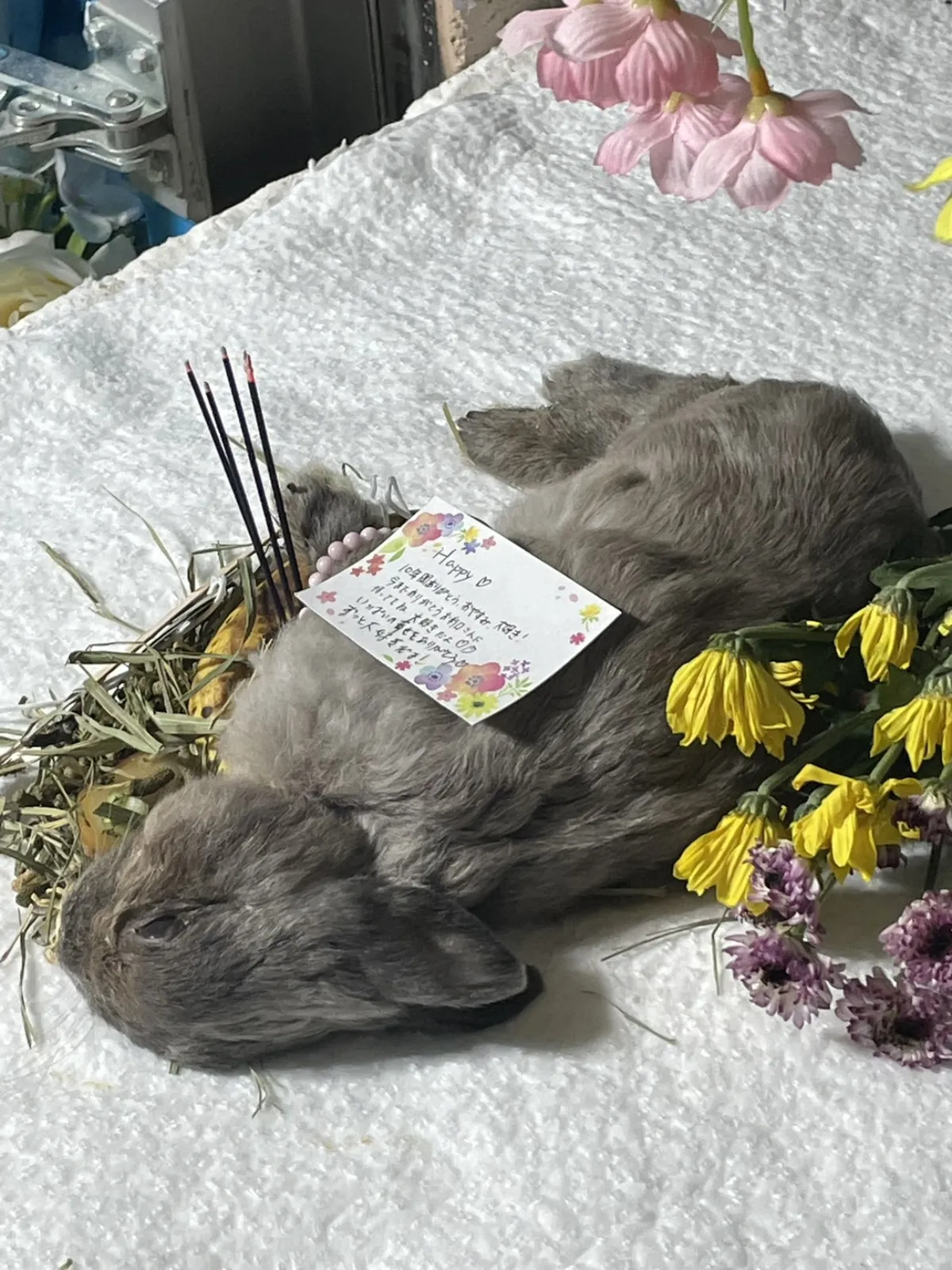 北九州市八幡西区でのうさぎちゃんのお見送り|牧草とバナナ、お線香とメッセージカードが添えられた祭壇