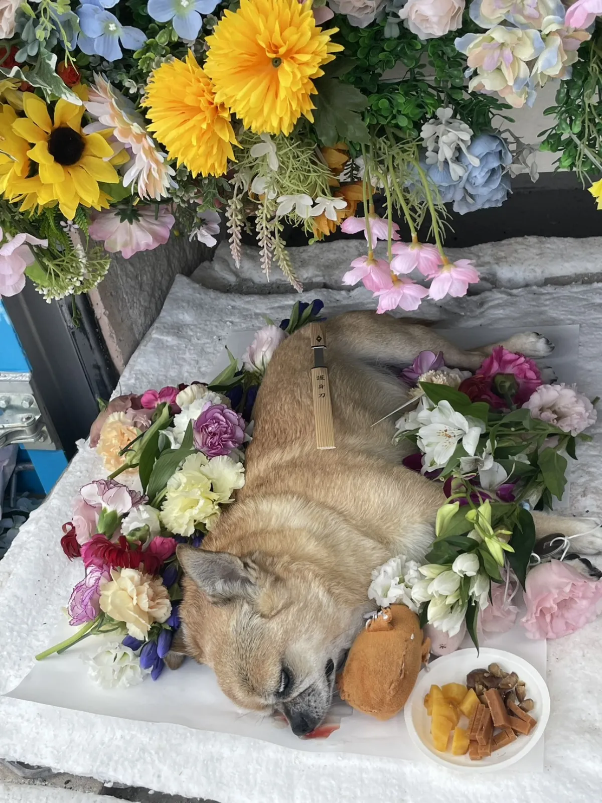 山口県下関市でのスムースコートチワワちゃんのお見送り|カーネーションとアルストロメリア、護身刀とぬいぐるみが添えられた祭壇