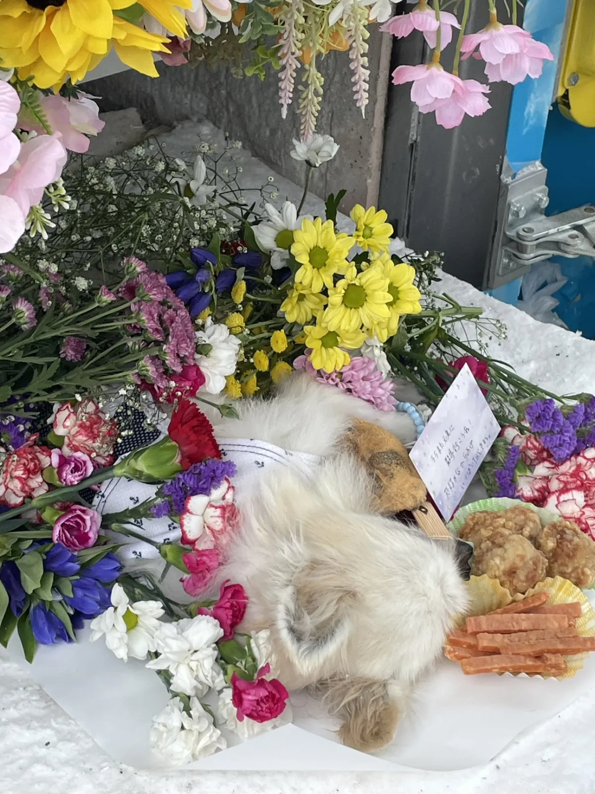 北九州市八幡西区でのMIX犬ちゃんのお見送り|赤白のカーネーションと青いリンドウ、かすみ草があふれる祭壇