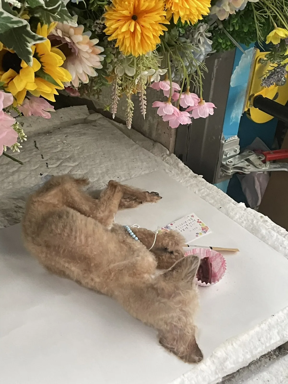 北九州市小倉南区でのトイプードルちゃんのお見送り|黄色いダリアとメッセージカードが添えられた祭壇