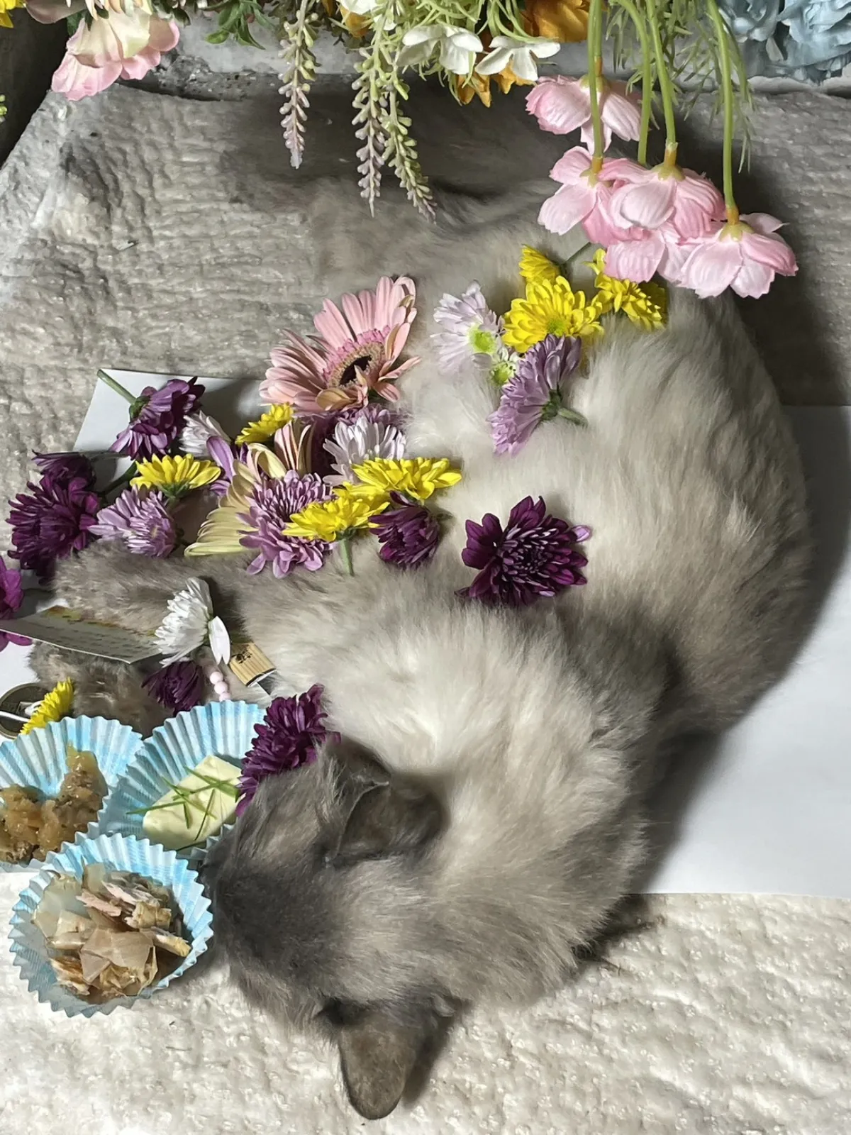 福岡県中間市での猫ちゃんのお見送り|紫や黄色の小菊とガーベラを散りばめた祭壇