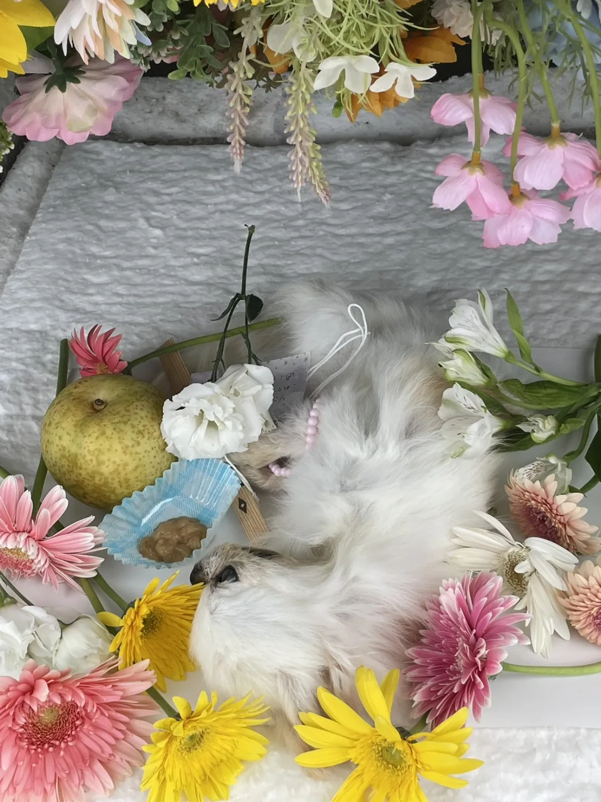 山口県下関市でのロングコートチワワちゃんのお見送り|ガーベラとカーネーション、梨がお供えされた祭壇