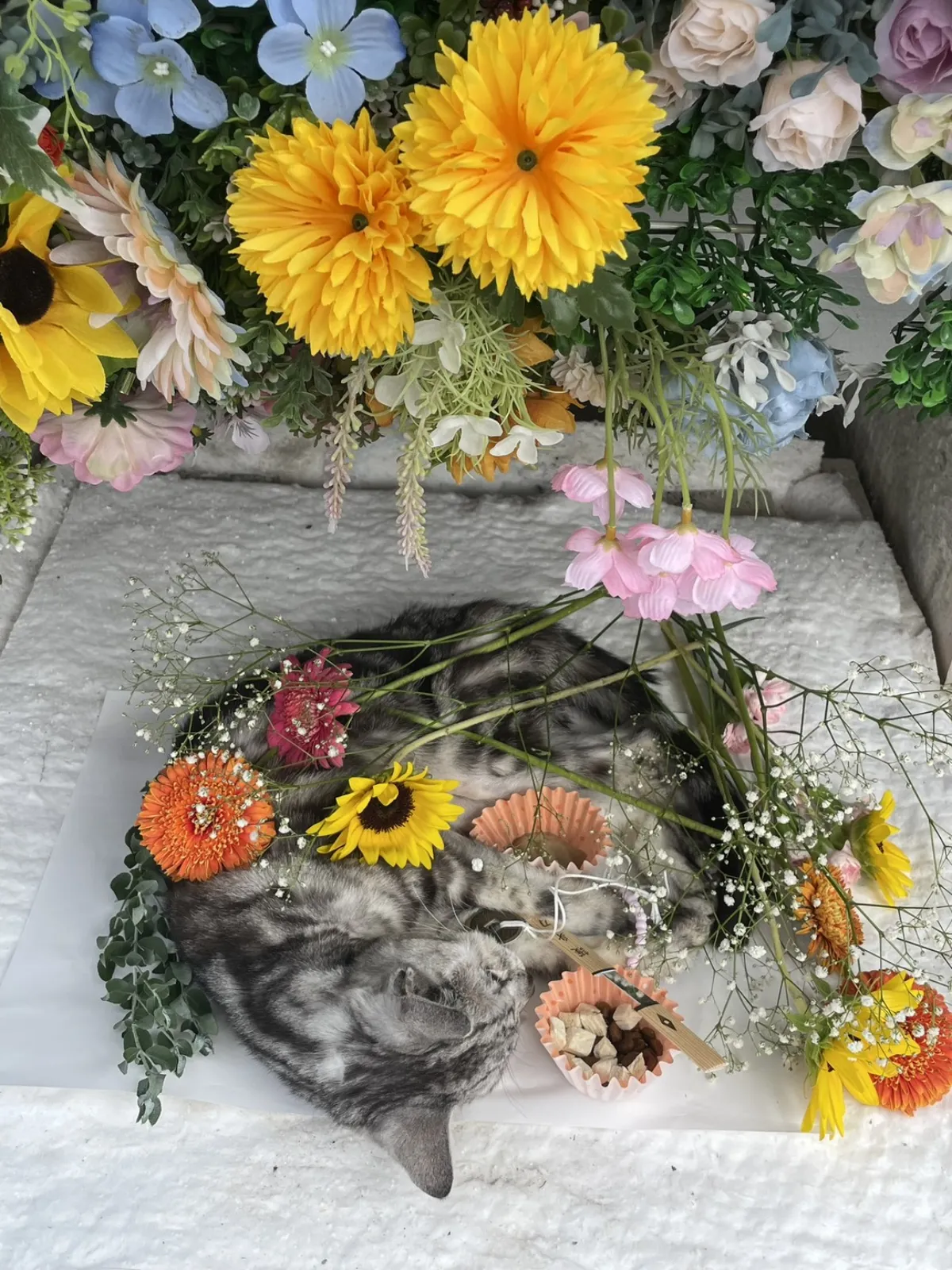 北九州市小倉北区でのアメリカンショートヘアの猫ちゃんのお見送り|ひまわりとオレンジのガーベラ、かすみ草に彩られた祭壇