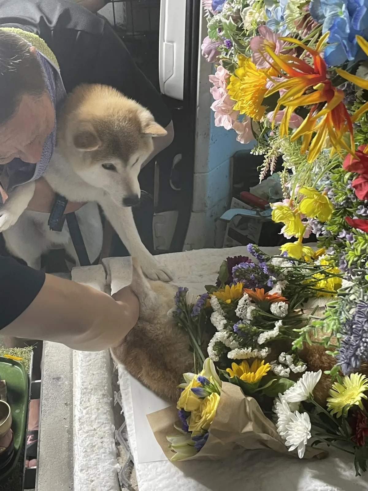 北九州市門司区での柴犬ちゃんのお見送り|ひまわりとスターチスの花束に囲まれ、同居の柴犬がお別れに寄り添う祭壇